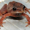 Spring Peeper Frogs