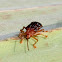 leaf beetle