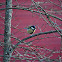 Great Tit