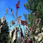 Castor Bean