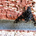 Tiger Bee Fly