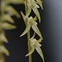 Pleurothallis orchid