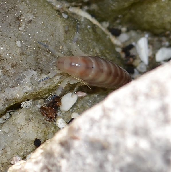 Sand Shrimp Project Noah