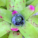 Bromelia