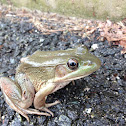 Green Frog