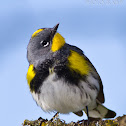 Yellow-rumped Warbler