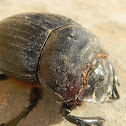 Beetle