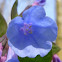 Virginia Bluebells