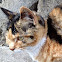 Korean shorthair