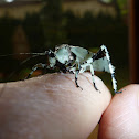 Lichen-Mimicking Katydid