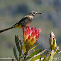 Cape Sugarbird