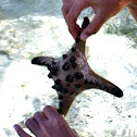 Four-Armed Chocolate Chip Sea Star