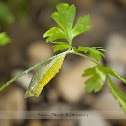 Eastern Black Swallowtail Chrysalis