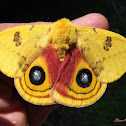 IO Moth, male
