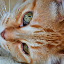 Ginger Cat