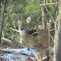 White Tail Deer