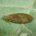 Crisopa de alas marrón