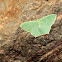 Red Bordered Emerald Moth