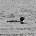 Common Loon