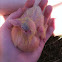 Homing Pigeon