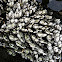 Goose neck barnacle