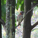 Rufous-collared Sparrow / Copetón
