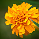 african marigold