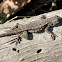 Western Fence Lizard