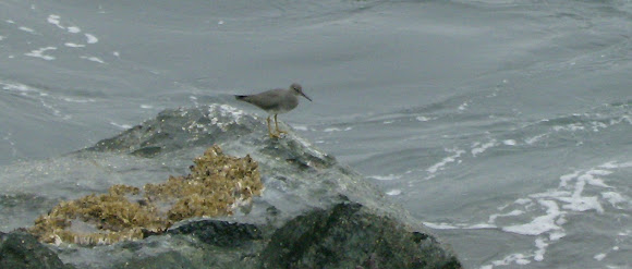Spotting Image 1
