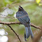 Greater Racket-tailed Drongo