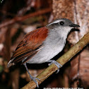 Black-bellied Gnateater