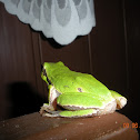 European tree frog