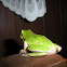 European tree frog
