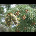 Douglas Fir