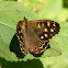 Speckled Wood