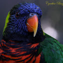 Rainbow Lorikeet