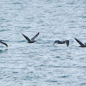 Brown Pelican
