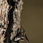 Bee Fly