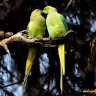 Rose-ringed Parakeet