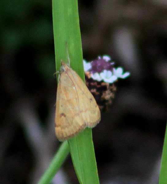 Celery Leaftier Moth Project Noah
