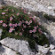 Triglav flower