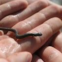 Slender Salamander