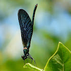 beautiful demoiselle