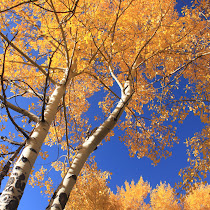 Autumn around me 