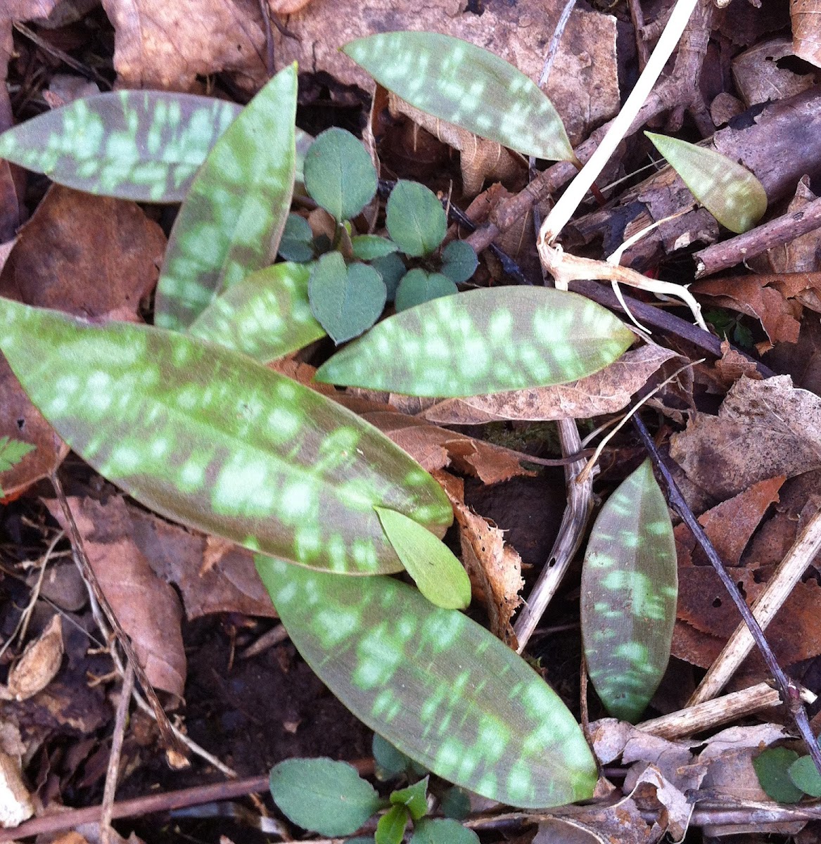 Trout Lily