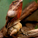 Frill-necked Lizard