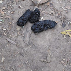 Scat