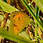 green and yellow butterfly