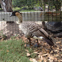 Nene