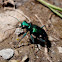 Six-spotted Tiger Beetle